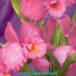 Orquídeas en Porcelana fría para San Valentin